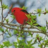 Scarlet Tanager On Branches Diamond Painting