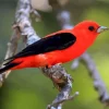 Scarlet Tanager With Black Wings Diamond Painting