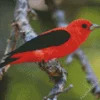 Scarlet Tanager With Black Wings Diamond Painting