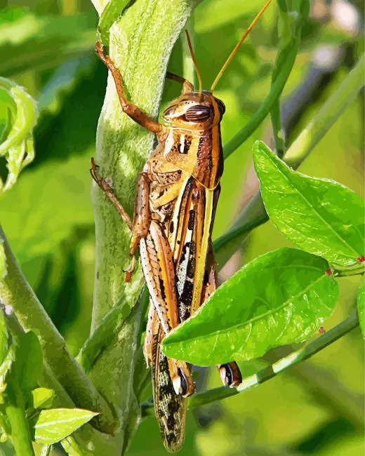 Schistocerca Diamond Paints Schistocerca Diamond Painting