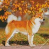 Shiba Inu And Autumn Leaves Diamond Painting