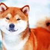 Shiba Inu In Snow Diamond Painting