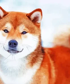 Shiba Inu In Snow Diamond Painting