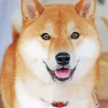 Cute Shiba Inu Diamond Painting
