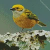 Silver Throated Tanager Diamond Painting