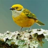 Silver Throated Tanager Diamond Painting