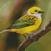 Silver Throated Tanager Bird Diamond Painting
