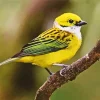 Silver Throated Tanager Bird Diamond Painting