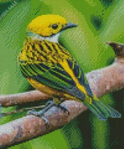 Silver Throated Tanager Bird On A Branch Diamond Painting