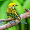 Silver Throated Tanager Bird On A Branch Diamond Painting