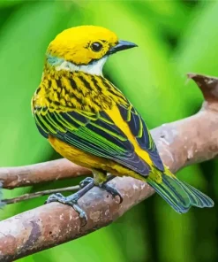 Silver Throated Tanager Bird On A Branch Diamond Painting