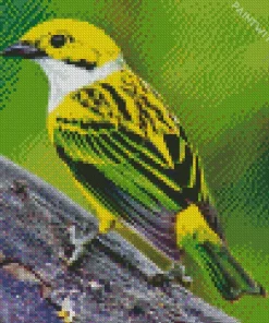 Silver Throated Tanager Close Up Diamond Painting