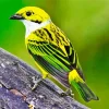 Silver Throated Tanager Close Up Diamond Painting