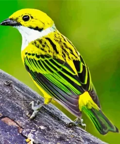 Silver Throated Tanager Close Up Diamond Painting