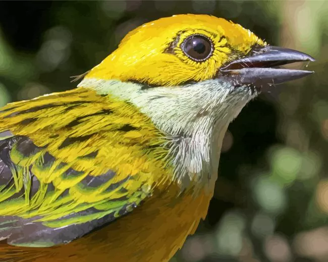 Silver Throated Tanager head Diamond Paintings Silver Throated Tanager Head Diamond Painting