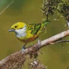 Silver Throated Tanager On A Branch Diamond Painting