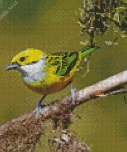 Silver Throated Tanager On A Branch Diamond Painting