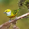 Silver Throated Tanager On A Branch Diamond Painting
