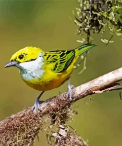 Silver Throated Tanager On A Branch Diamond Painting