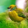 Silver Throated Tanagers Diamond Painting