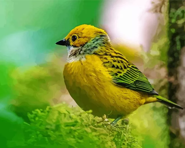 Silver throated Tanagers Diamond Paintings Silver Throated Tanagers Diamond Painting