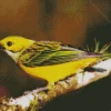 Silver Throated Tanager Bird Art Diamond Painting