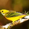 Silver Throated Tanager Bird Art Diamond Painting