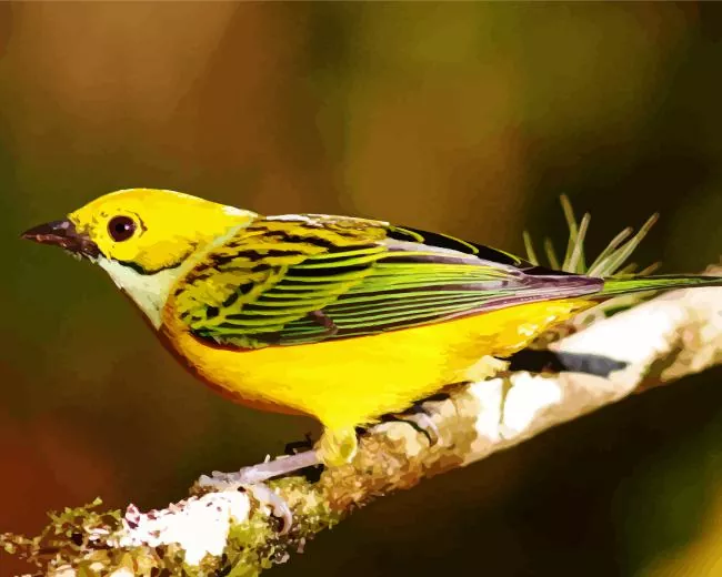 Silver throated_tanager Diamond Paintings Silver Throated Tanager Bird Art Diamond Painting