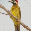 Spot Breasted Woodpecker Diamond Painting