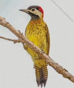 Spot Breasted Woodpecker Diamond Painting