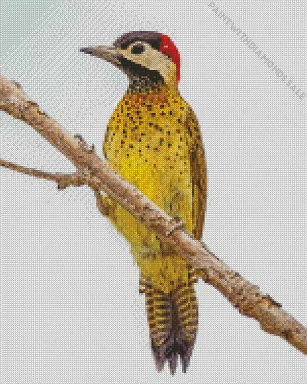 Spot breasted woodpecker Diamond Dotz Spot Breasted Woodpecker Diamond Painting