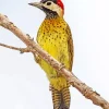 Spot Breasted Woodpecker Diamond Painting