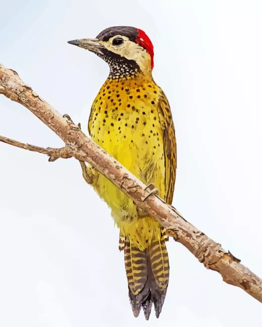 Spot breasted woodpecker Diamond With Numbers Spot Breasted Woodpecker Diamond Painting