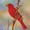 Summer Tanager Bird Diamond Painting