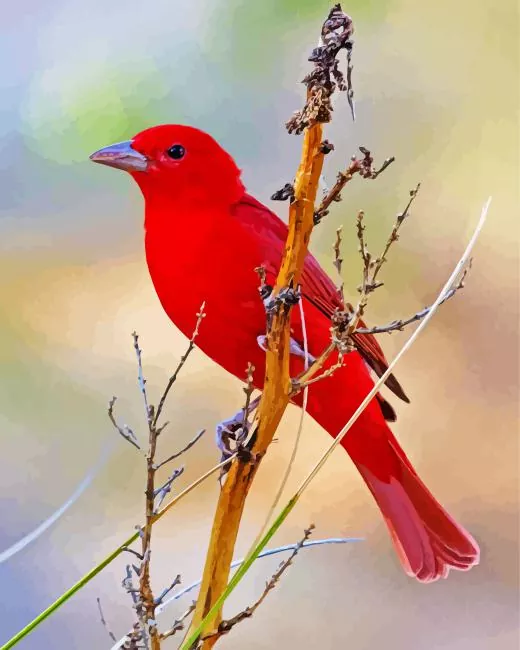 Summer Tanager Bird Diamond Paintings Summer Tanager Bird Diamond Painting