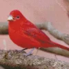 Summer Tanager Bird Eating Diamond Painting
