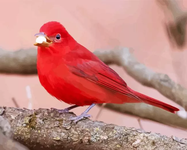 Summer Tanager Bird eating Diamond Paintings Summer Tanager Bird Eating Diamond Painting