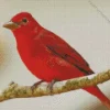 Summer Tanager Diamond Painting