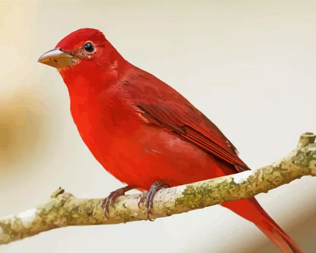 Summer Tanager Diamond Paintings Summer Tanager Diamond Painting
