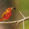 Summer Tanager In Sunlight Diamond Painting