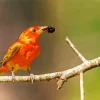 Summer Tanager In Sunlight Diamond Painting