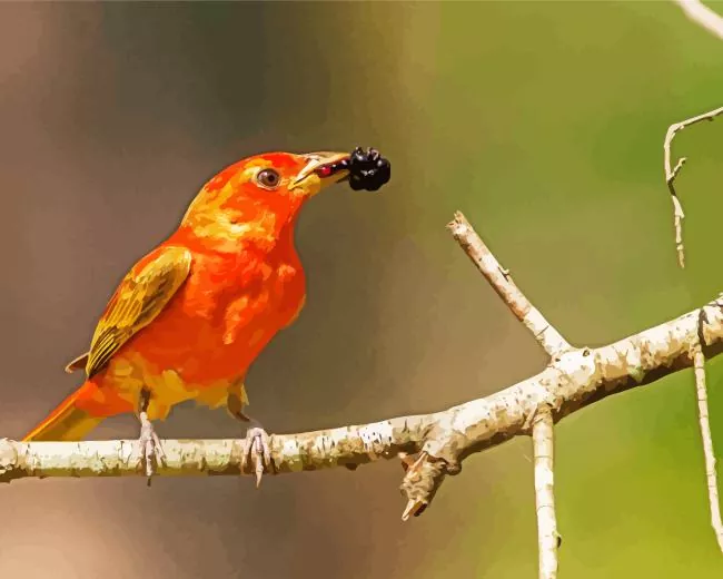Summer Tanager in sunlight Diamond Paintings Summer Tanager In Sunlight Diamond Painting
