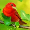 Summer Tanager On A Branch Diamond Painting