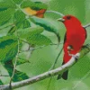 Summer Tanager On A Stick Diamond Painting