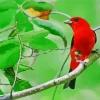 Summer Tanager On A Stick Diamond Painting