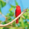 Summer Tanager Art Diamond Painting