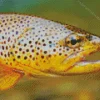 Trout Fish Close Up Diamond Painting
