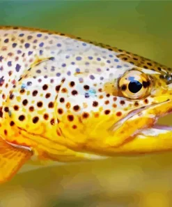 Trout Fish Close Up Diamond Painting