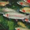 Trout Fish Swimming Diamond Painting