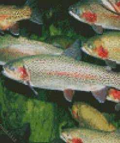 Trout Fish Swimming Diamond Painting
